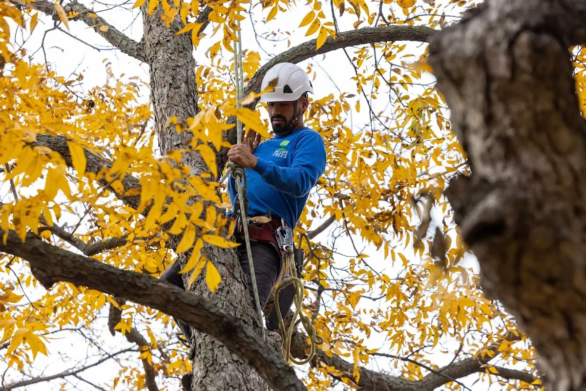 Skilled Tree Trimming crew working in Nahma